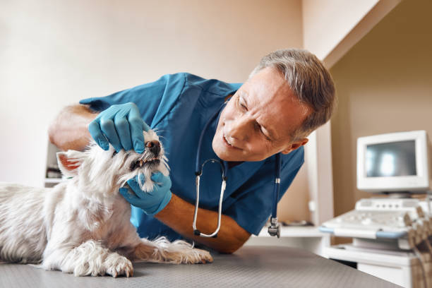 Best Emergency Denture Repair in Sheldon, IL
